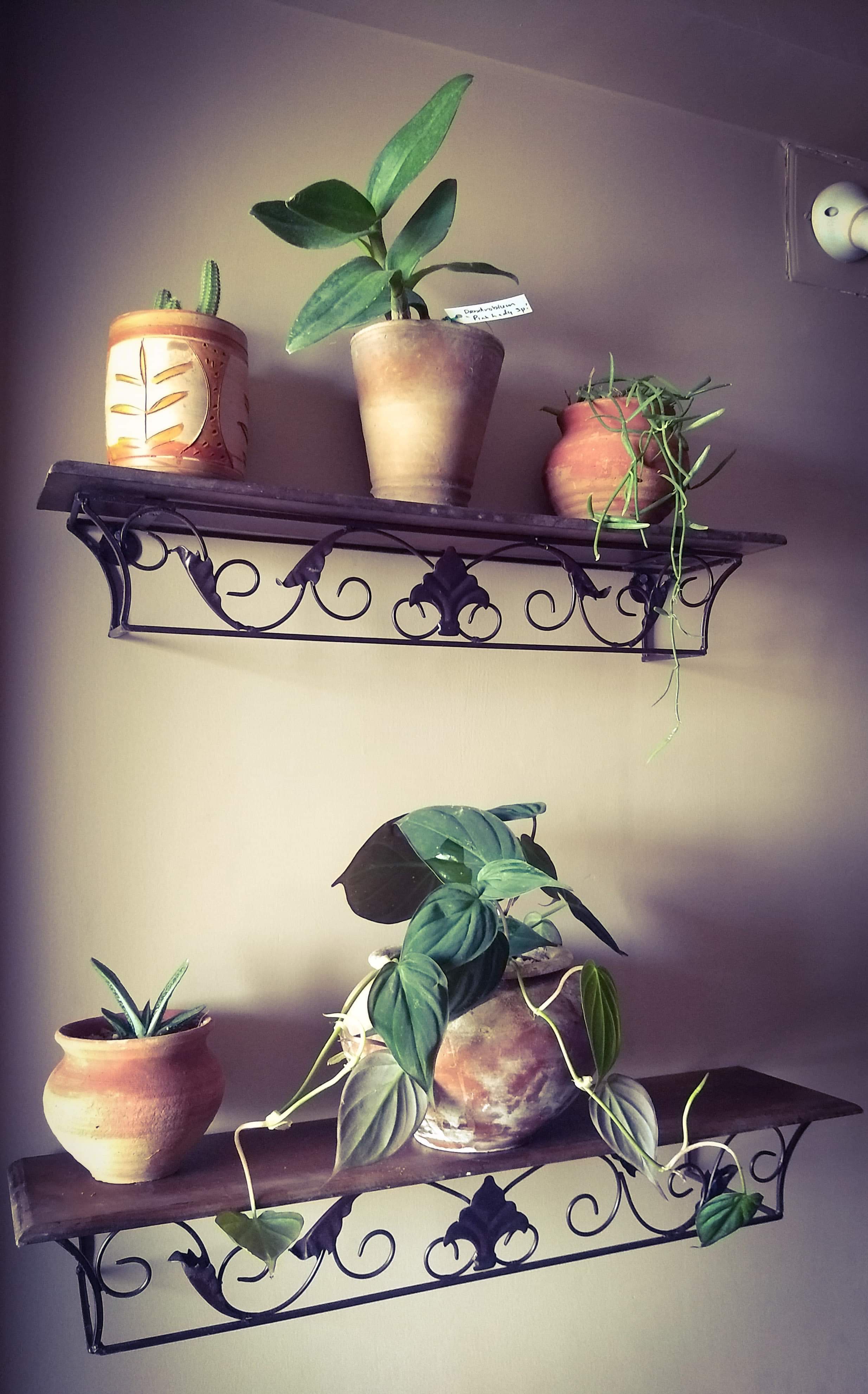 Shelves on the wall that hold potted plants - plants are Ajita’s passion.