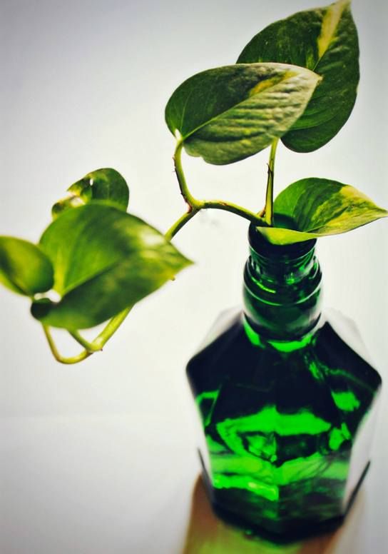A jade green bottle that may have housed an alcoholic drink is filled with water and the yellow-greenish heart shaped leaves of money plant are growing out of it 